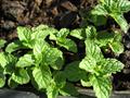 Mentha piperita